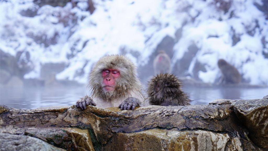 日本3大欣賞彌猴浸溫泉景點