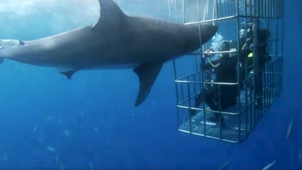 墨西哥大白鯊撞鐵籠卡頭無人救