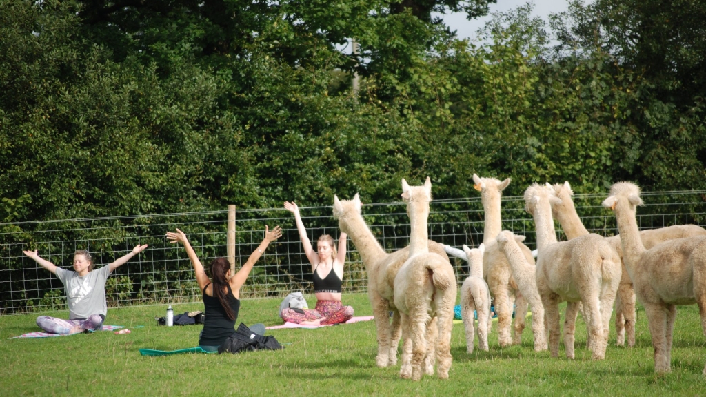 英國首個草泥馬陪同做瑜伽課程