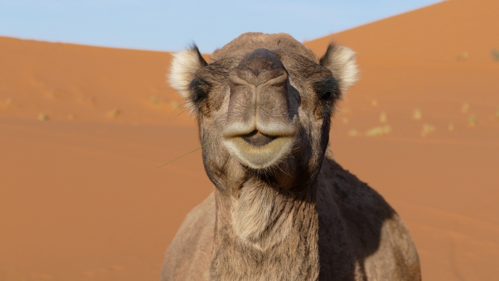 澳洲乾旱缺水恐駱駝搶水源