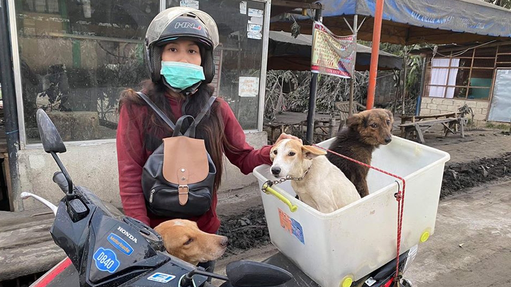 菲律賓火山爆發致寵物牲畜遭遺棄