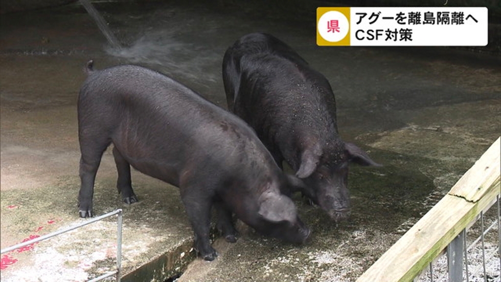 沖繩政府送50隻阿古豬往離島隔離