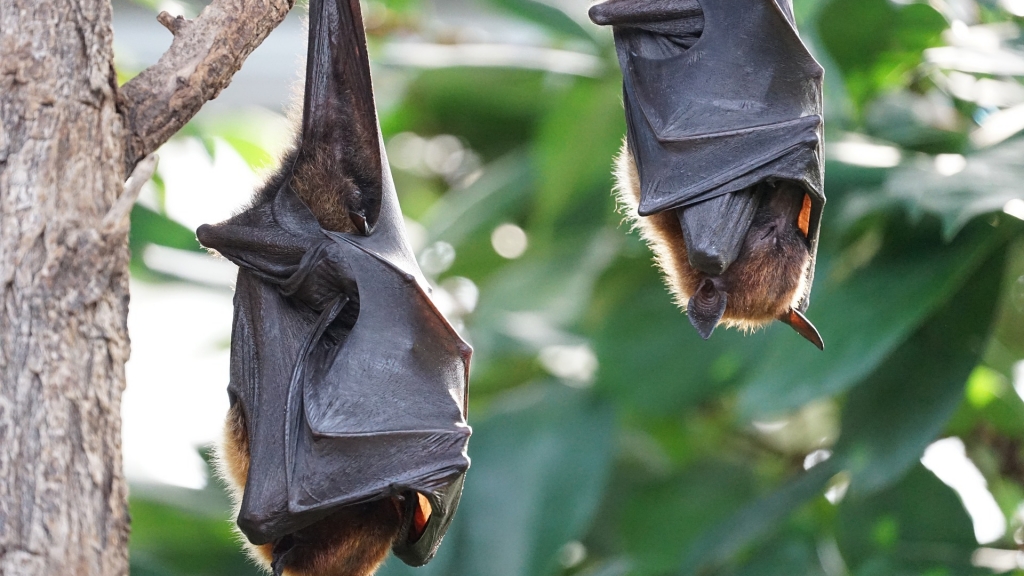 疫症爆發印尼蝙蝠仍熱賣