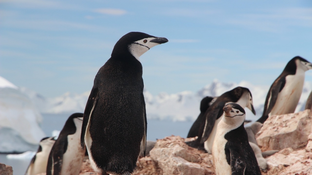 南極企鵝因全球暖化數量暴跌7成