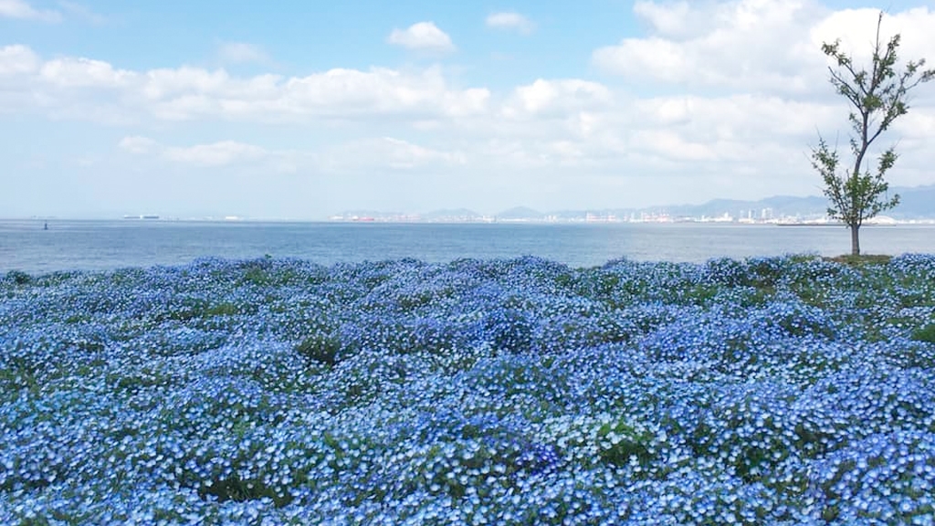 關西7大賞粉蝶花景點推介大阪 京都都有藍色花海 最近離心齋橋30分鐘車程 U Travel 旅遊資訊網站