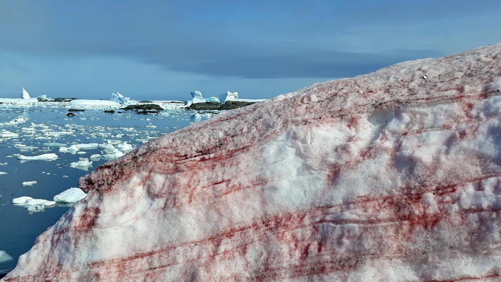 全球暖化致極地雪藻增生
