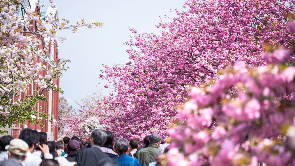疫情肆虐日本多個櫻花祭取消