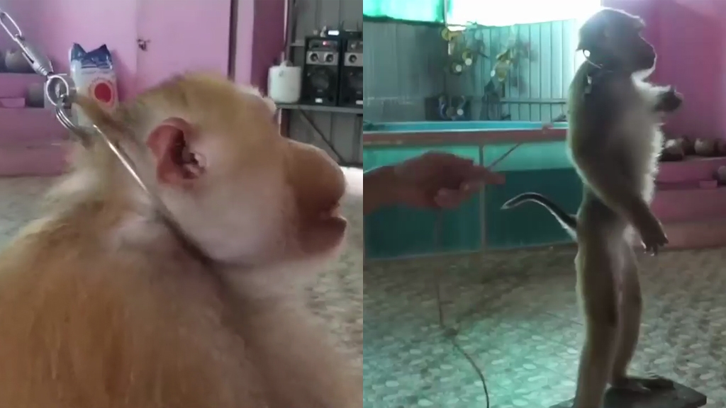 動保團體揭泰國馬戲團猴子訓練過程殘忍