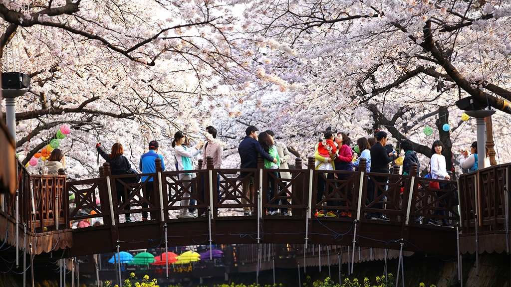 疫情肆虐影響韓國多個櫻花節慶