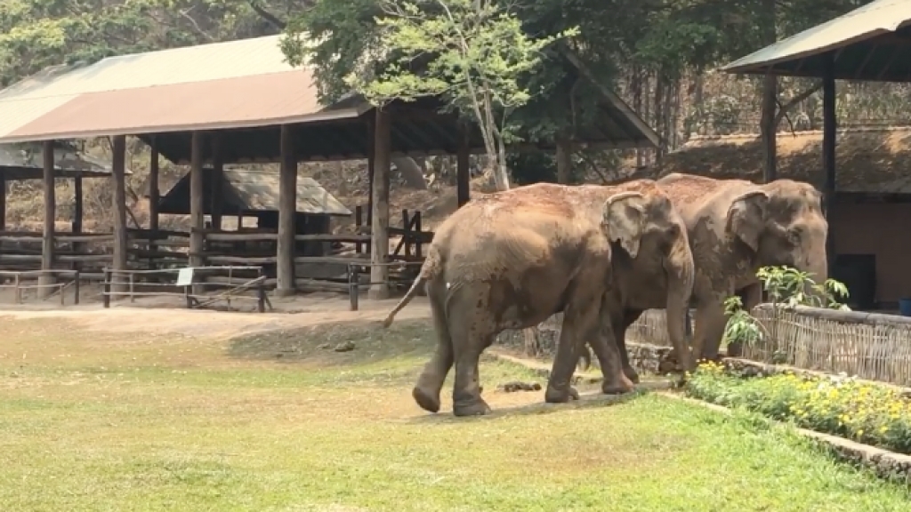 泰國遊客銳減大象重獲新生