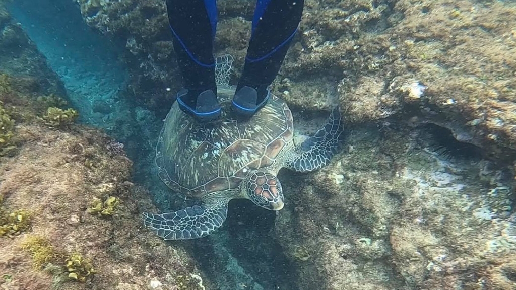台灣小琉球浮潛客腳踩海龜