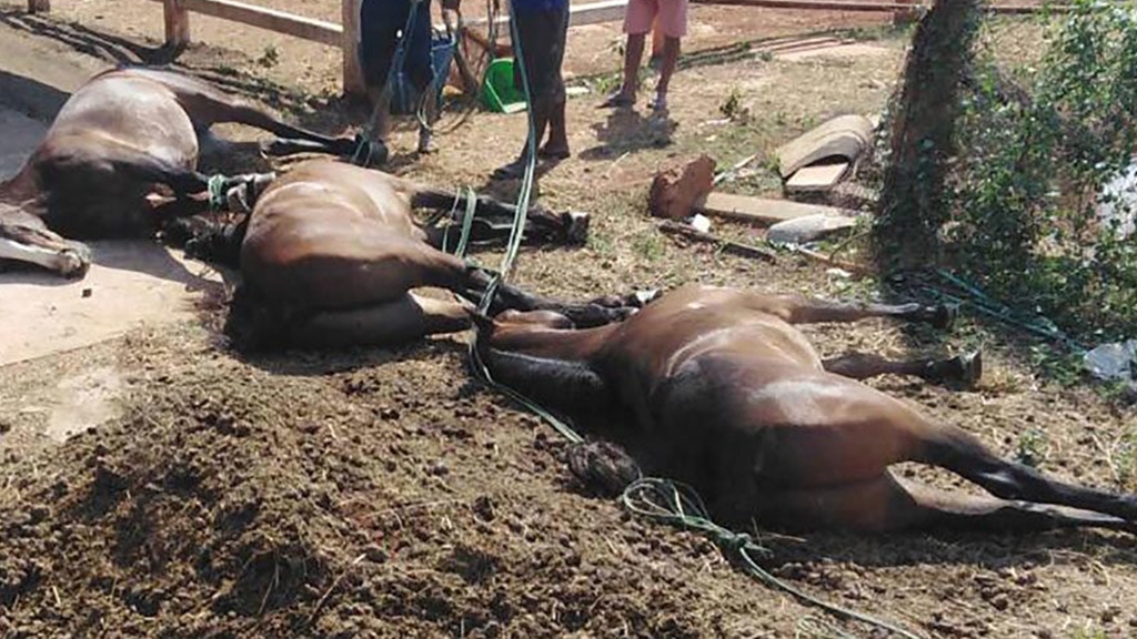 泰國爆非洲馬瘟致過百馬匹死亡