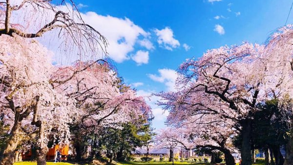 日本東北仙台10大櫻花景點