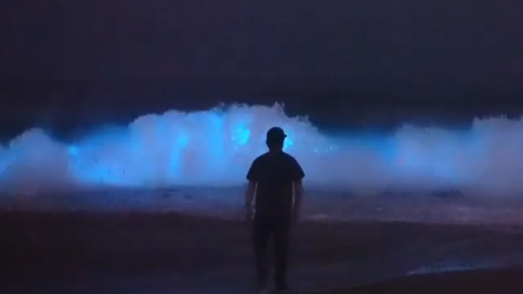 美國加州現罕見藍色螢光海浪
