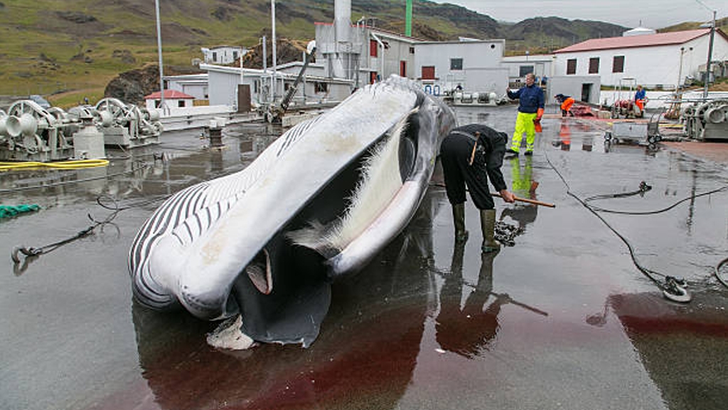 冰島捕鯨業或逐漸式微