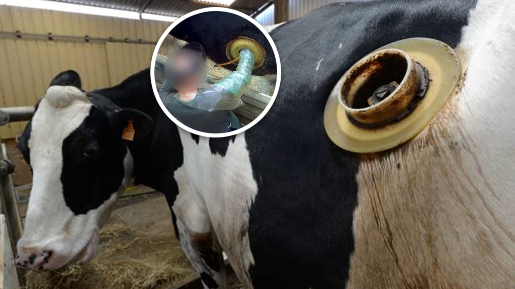 法國實驗農場為增奶量設乳牛「胃造口」