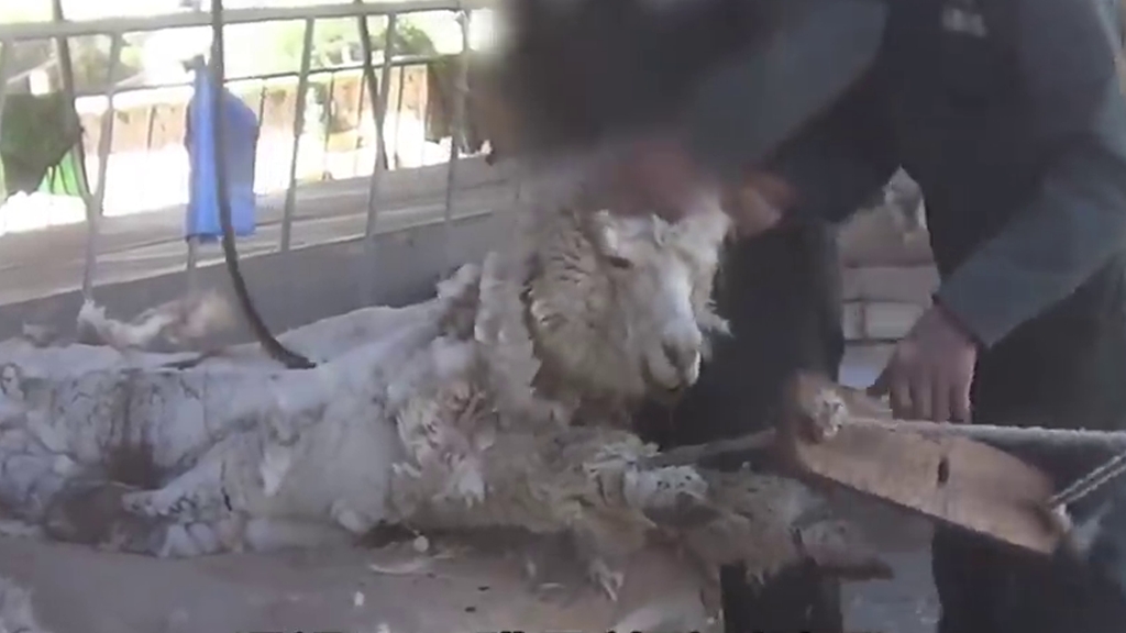 秘魯羊駝牧場被爆不人道剃毛過程