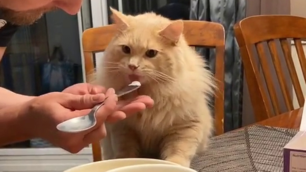 網民上載餵貓吃雪糕片段被轟虐畜