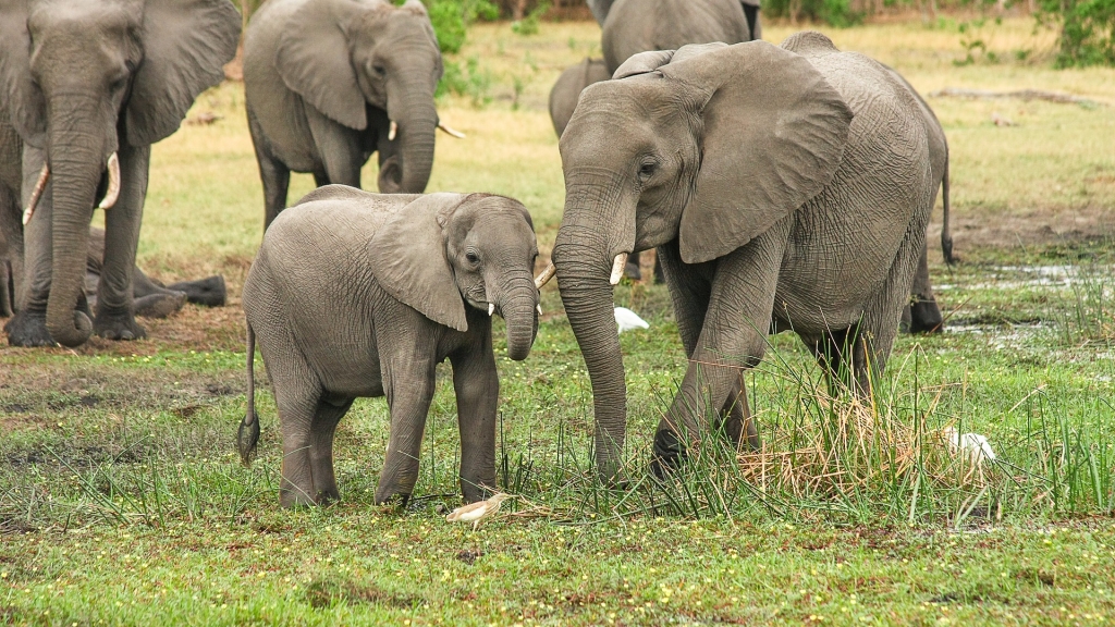 非洲逾350頭大象神秘死亡