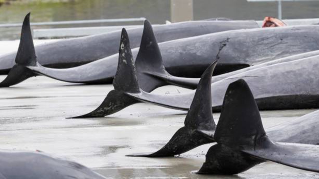 法羅群島傳統捕鯨節疫情下如常舉行