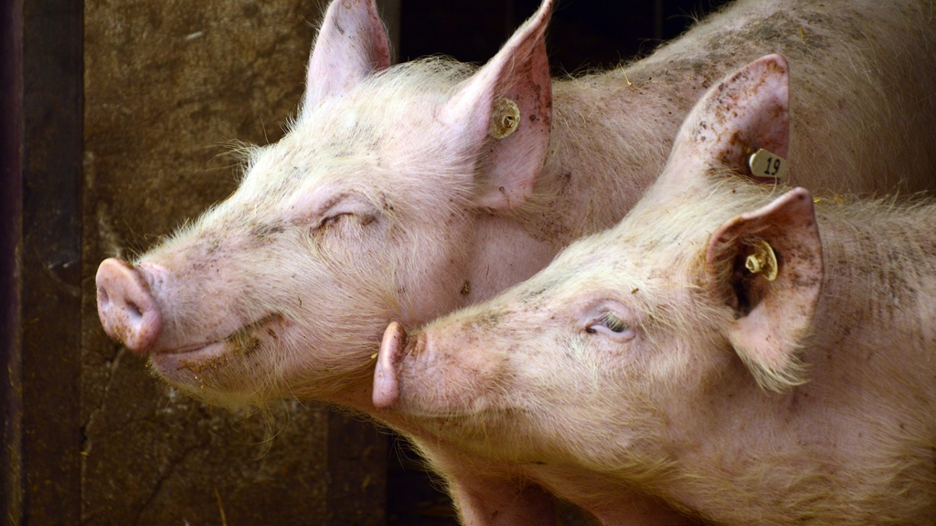 巴西驚現新型變種豬流感