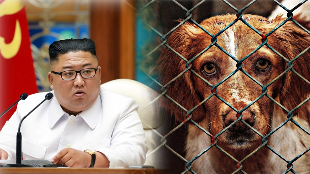 北韓下「禁狗令」強逼賣到狗肉店