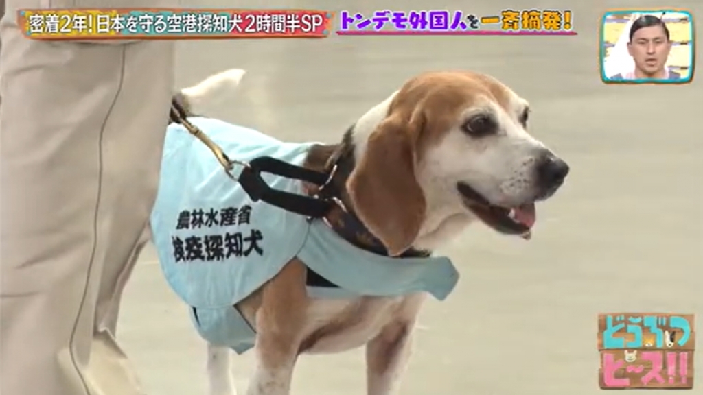 直擊日本機場檢疫犬搜違禁品