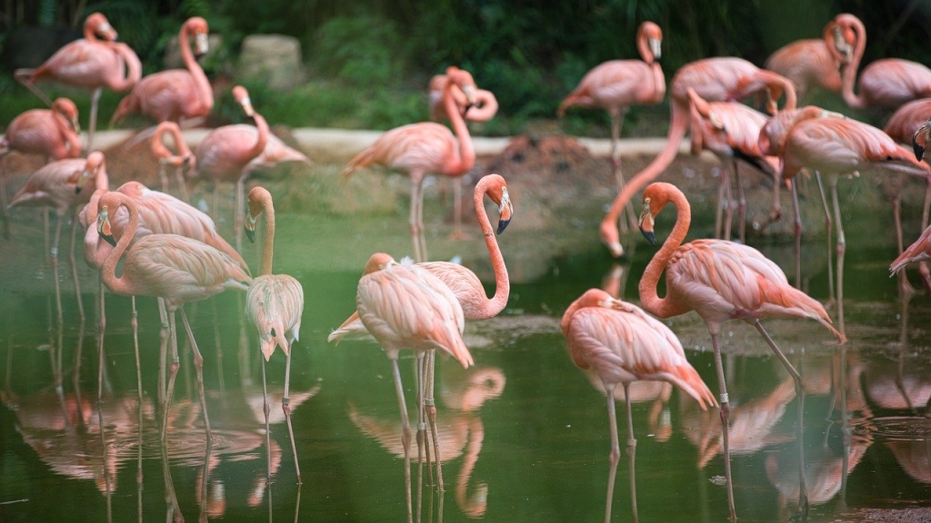 日本動物園驚見紅鶴癱地飲水
