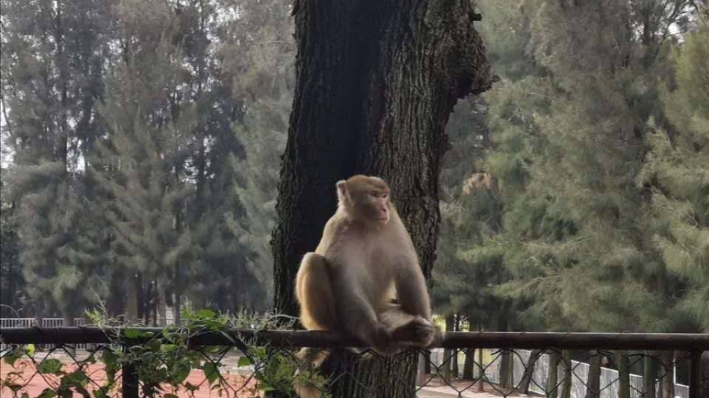 中國景區為吸遊客放養過百獼猴