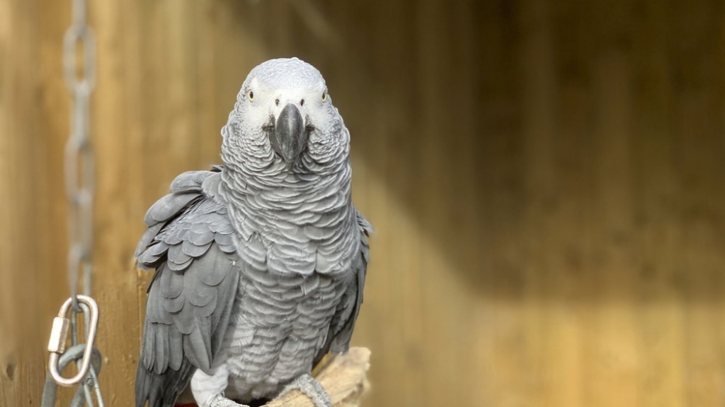 英國動物園5隻鸚鵡爆粗鬧遊客