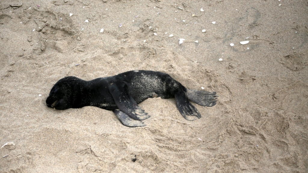 5,000具海豹BB伏屍非洲沙灘