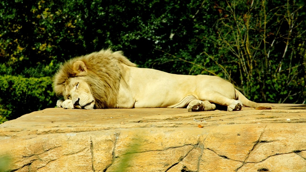 巴塞隆拿動物園4隻獅子確診