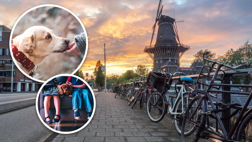 荷蘭成全球第一沒有流浪狗的國家