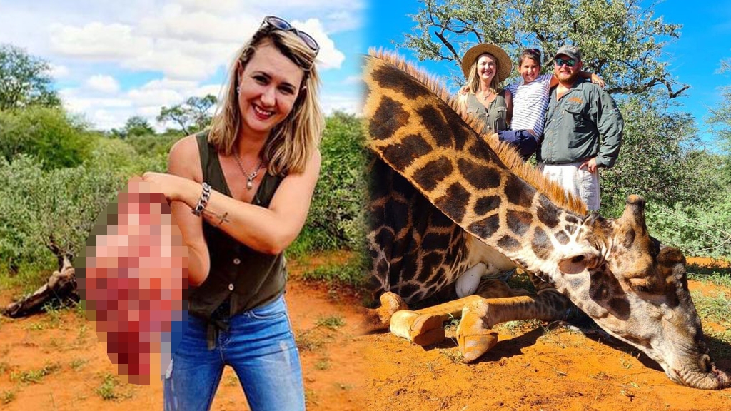 英富豪南非獵殺17歲長頸鹿