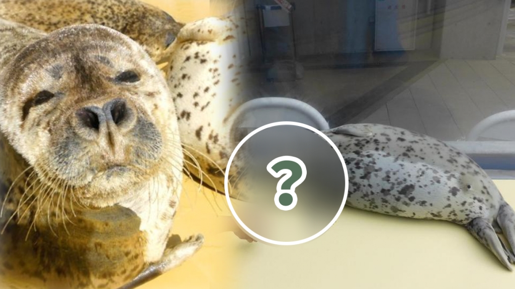 日本水族館海豹「裝死」？