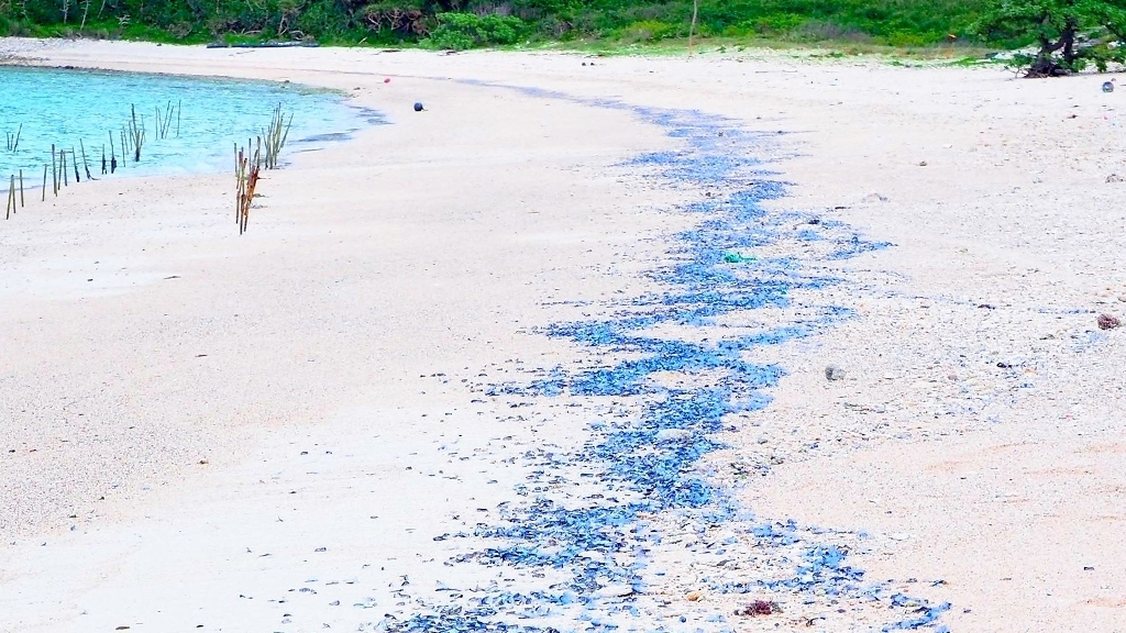 沖繩白沙灘驚現藍色奇觀