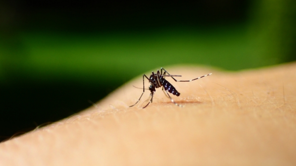 日本研新防蚊技術 讓蚊子滑倒！