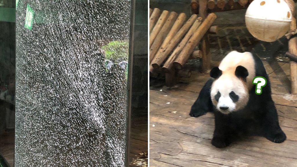 內地小學生遊動物園睇熊貓太興奮又叫又拍