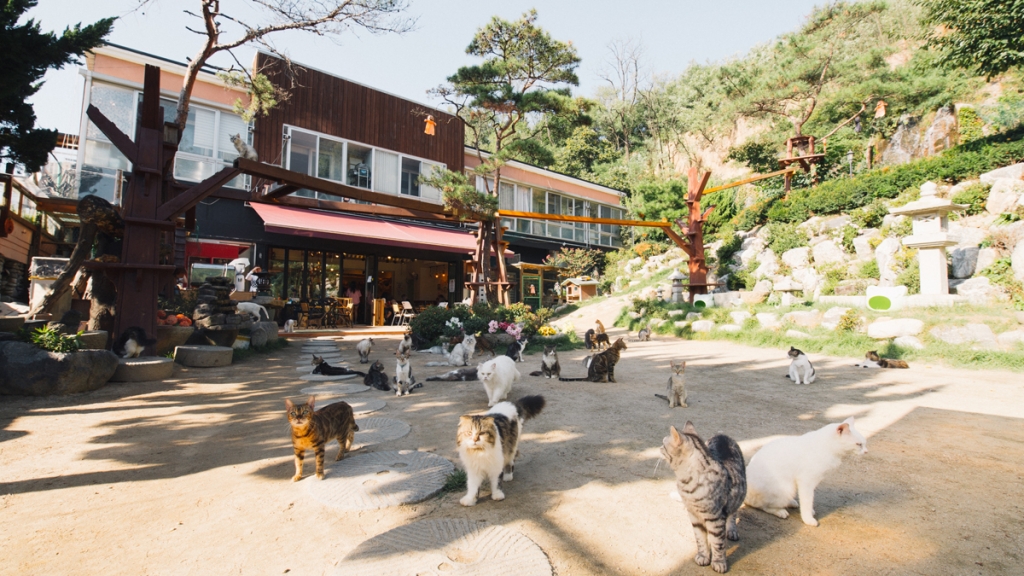 韓國咖啡店變貓奴天堂