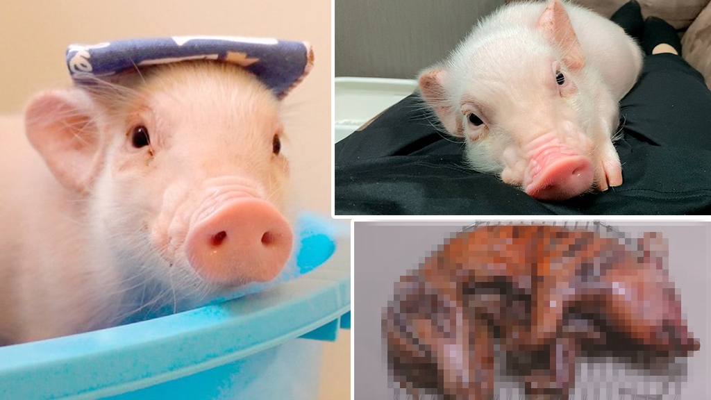 日本瘋傳「100日後食的豬」育成片