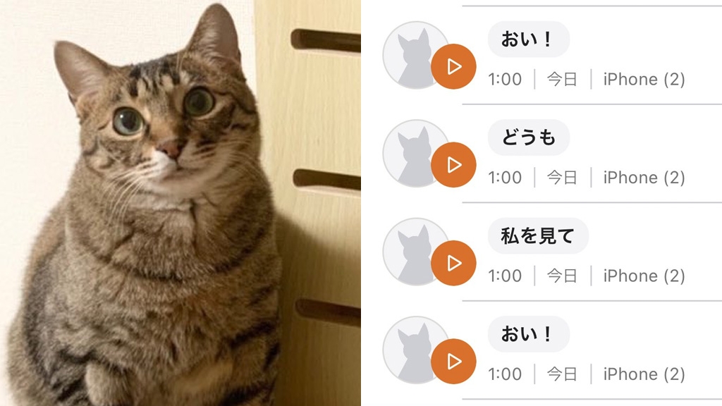 日本飼主用貓語App翻譯主子說話