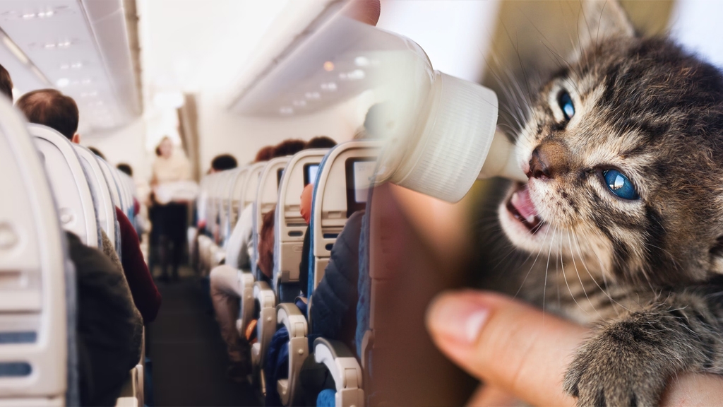 女乘客坐飛機為愛貓餵母乳