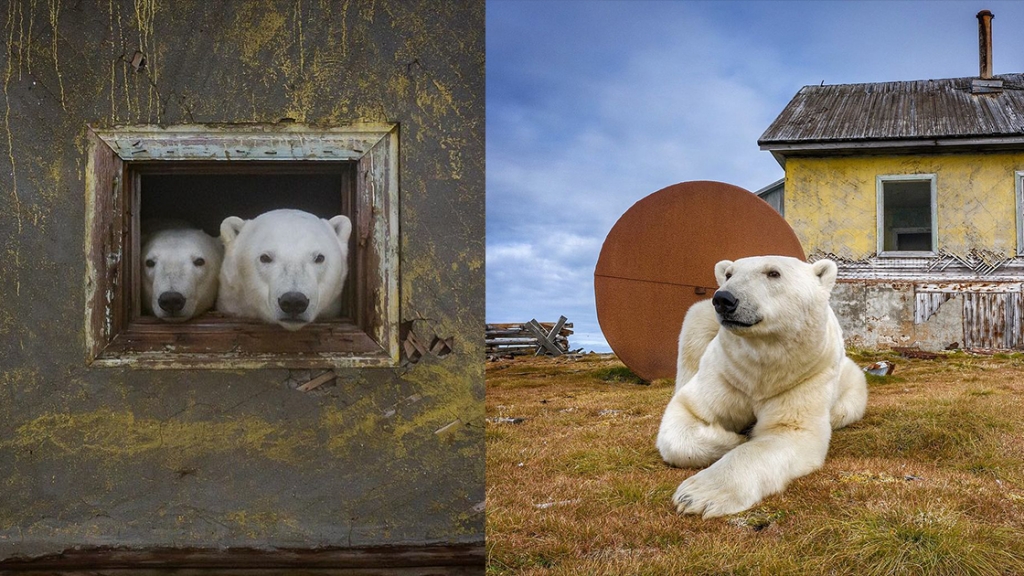 攝影師發現北極熊樂園
