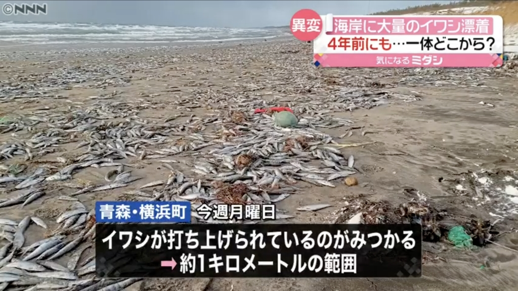 日本青森縣現1公里沙甸魚屍體傳惡臭