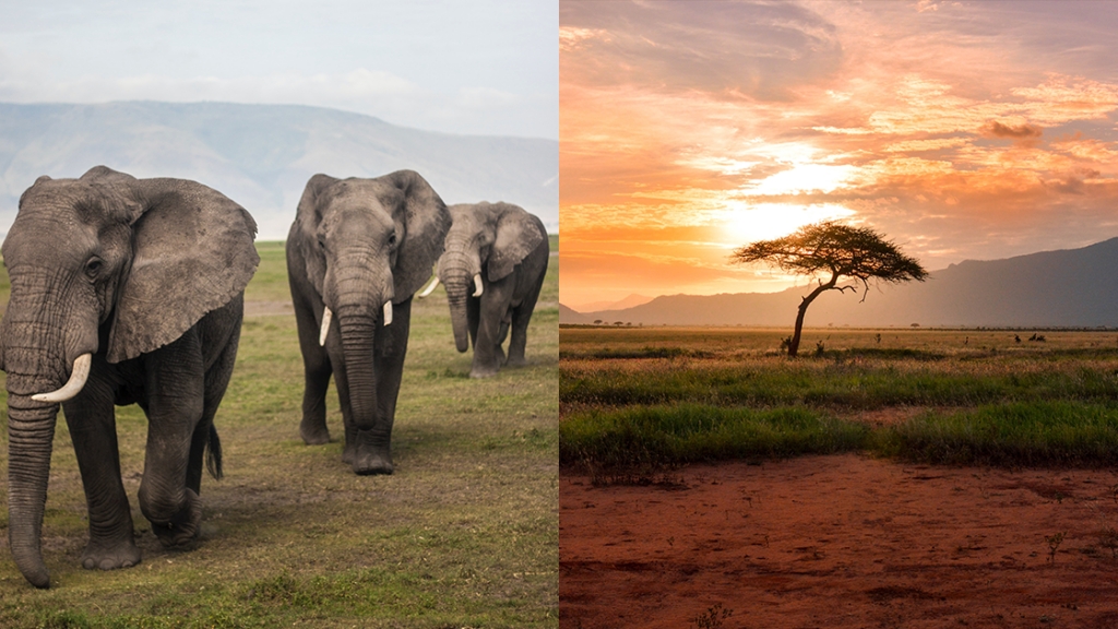 淘寶非洲大象只需港幣$1.24