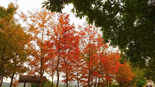元朗好去處 | 大棠紅葉季節即將來臨！ 港鐵紅葉專線巴士周日回歸（附最佳觀賞時間+交通方法）