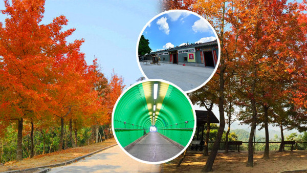 元朗好去處｜元朗大棠單車半日遊路線 綠色時光隧道/逾200年歷史天后廟/季節限定大棠紅葉