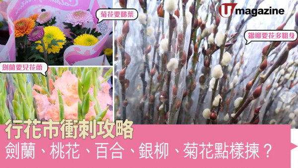 行花市衝刺攻略   劍蘭、桃花、百合、銀柳、菊花點樣揀？