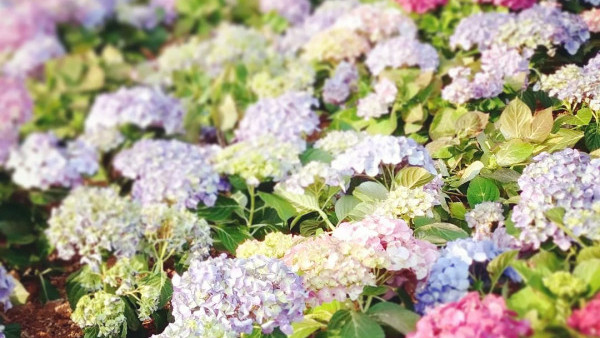 賞花好去處｜天水圍公園繡球花海盛放！免費睇逾百朵夢幻粉色波波（附地點+交通詳情）