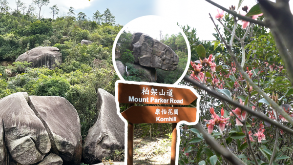 鰂魚涌初級行山路線｜康柏郊遊徑睇吊鐘花兼尋怪石 2小時完成！即睇3大必到Checkpoint